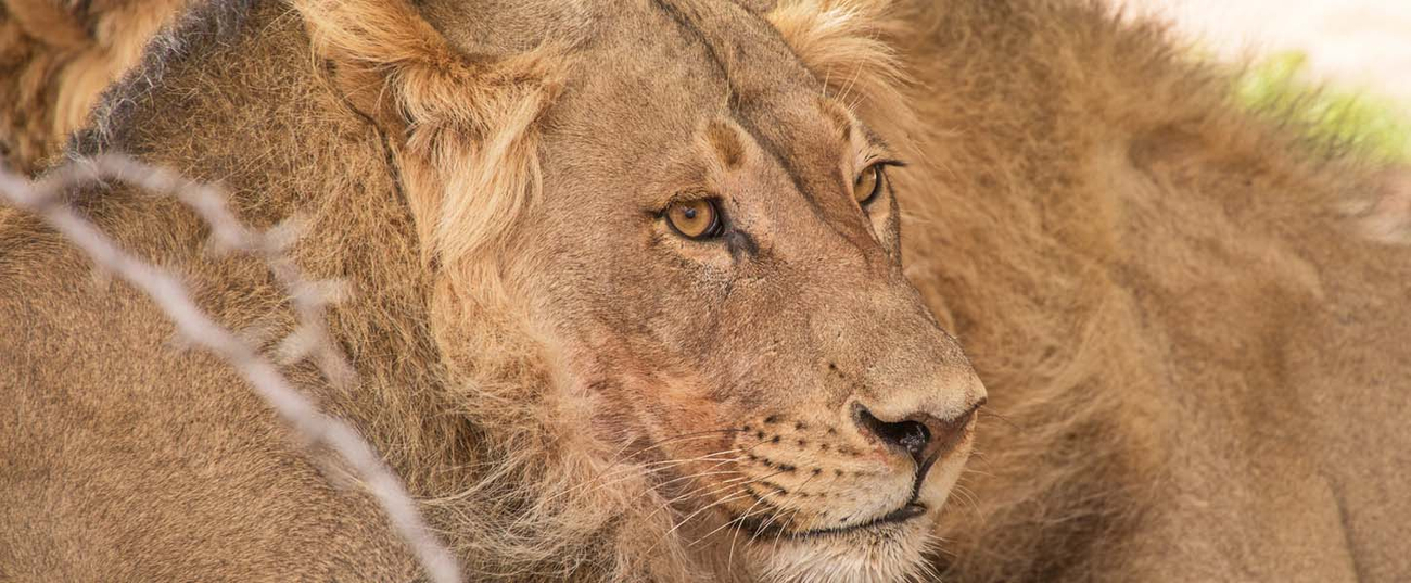 Cover photo of African Welcome Safaris